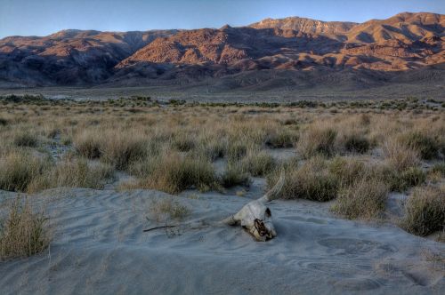 dunes skull desert