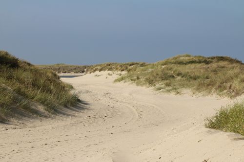 dunes plants nature