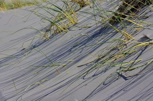 dunes grass island