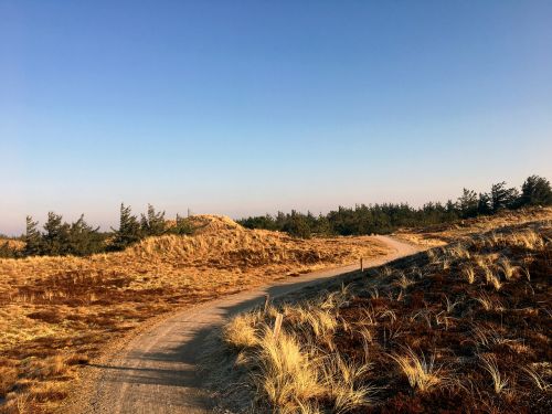 dunes heide pine