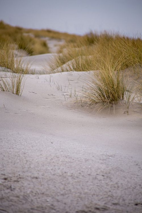 dunes kijkduin netherlands