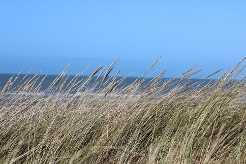 dunes sea grass seaside