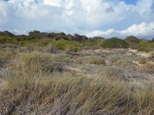 dunes dune landscape empty