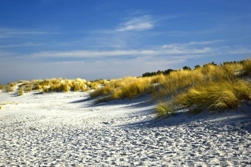 dunes  dune landscape  beach