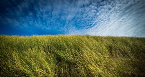 dunes  coast  beach