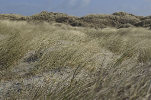 dunes beach focus
