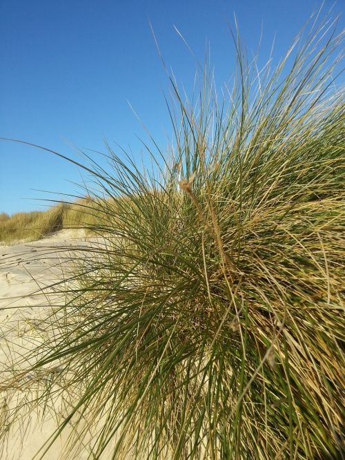 dunes beach north sea