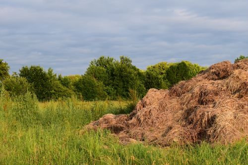 dung landscape pasture