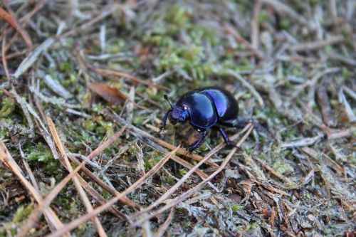 dung beetle skrarabäus forest floor