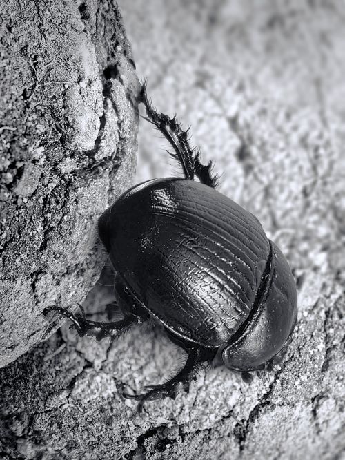 dung beetle scarab insect