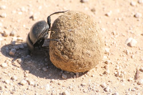 dung beetle  south africa  safari