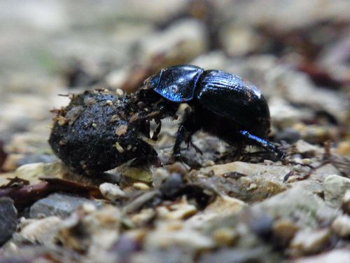 dung beetle insect dung
