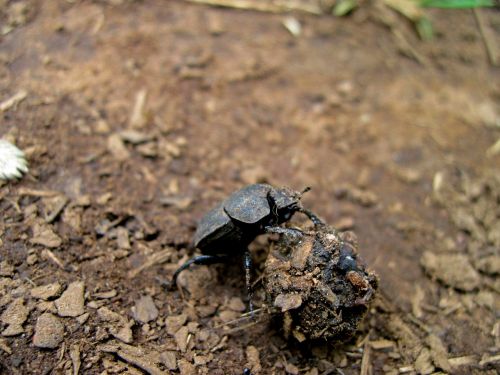 dung beetle dung dung ball