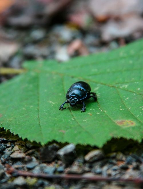 dung beetle beetle leaf