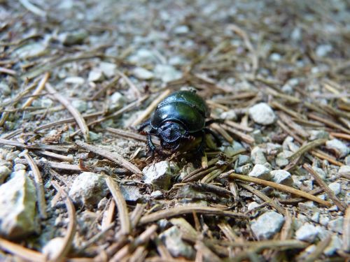 dung beetle forest dung beetle scarab