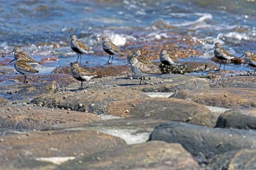 dunlin birds limicoline