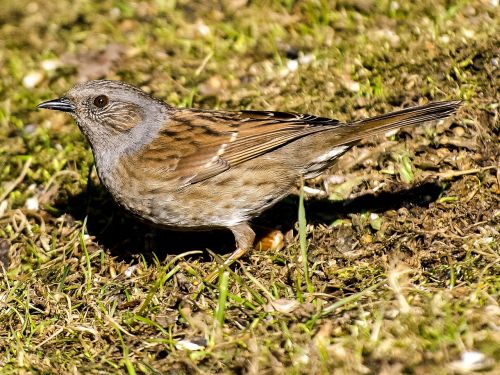 dunnock bird songbird