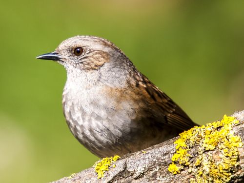 dunnock bird songbird