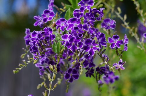 duranta geisha girl flower purple