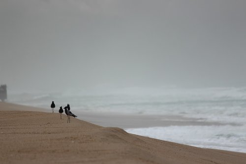 durban  beach  beach bird