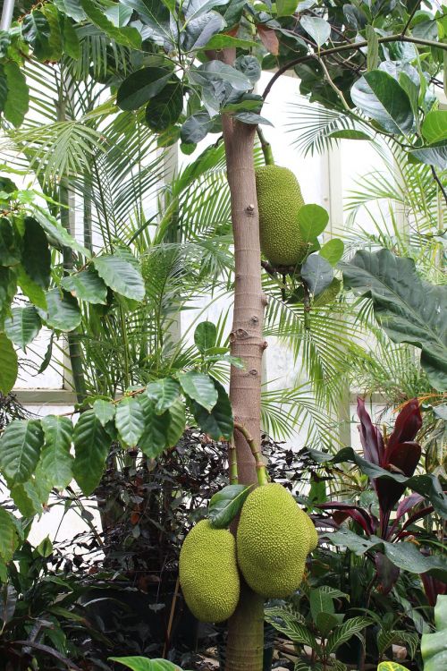 durian jack fruit tree