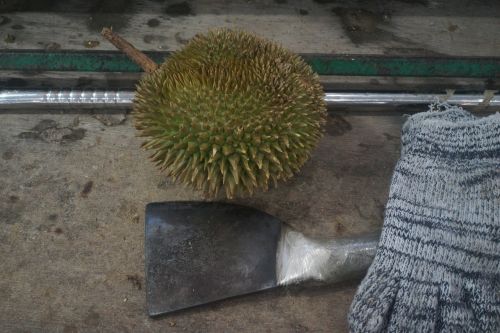 durian chopper durian fruit king of fruits