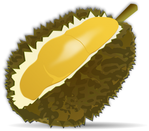 durian fruit fruit food