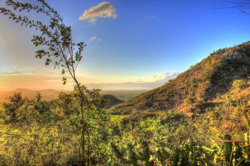 dusk mountain plants