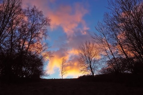 dusk  forest  nature