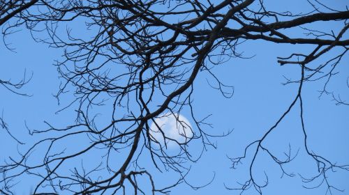 dusk moon tree