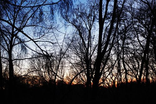 dusk tree sunset