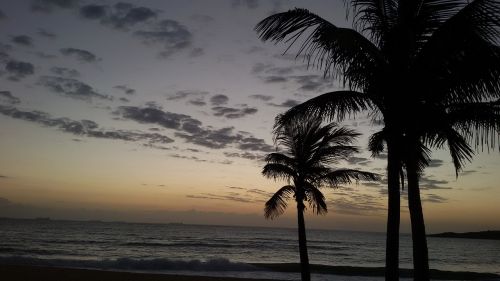 dusk beach coconut tree