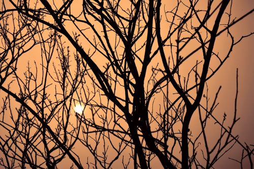 dusk tree by sunshine sunset