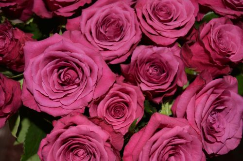 dusky pink roses blossom
