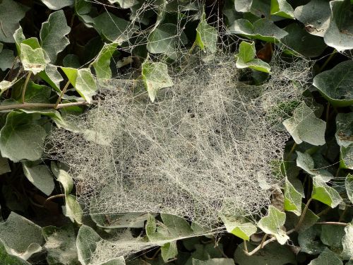 dust cobwebs ivy