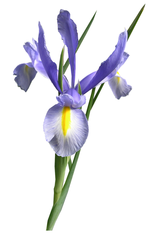 dutch iris blue flower cut out