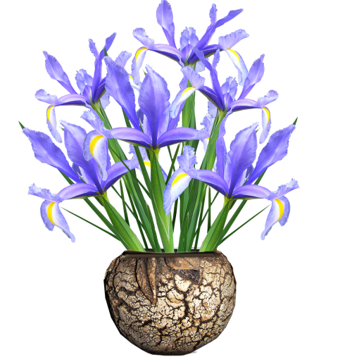 dutch iris blue flowers