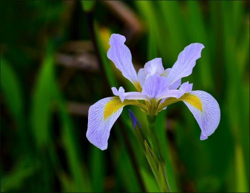 dutch iris purple nature