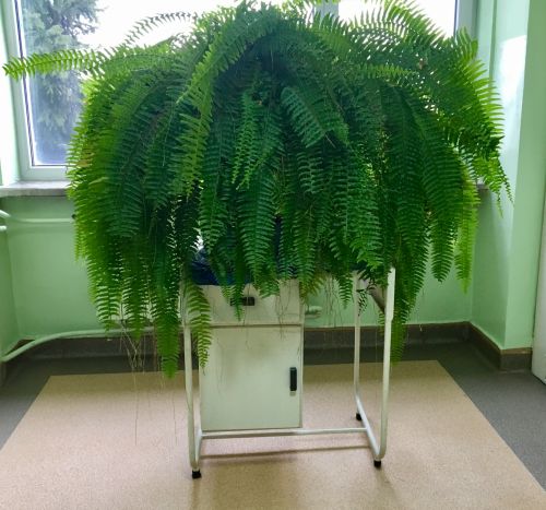 Large Green Fern