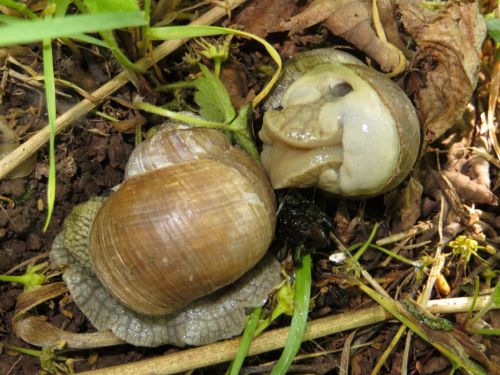 Two Snails