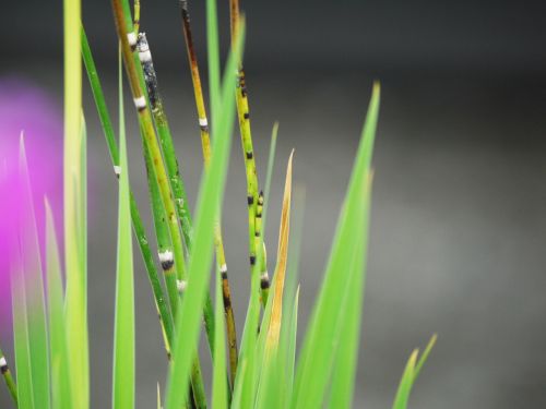 dwarf bamboo background grass