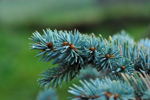 dwarf blue fir fir conifer