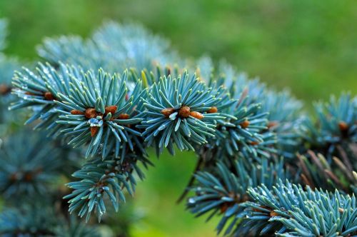 dwarf blue fir fir conifer