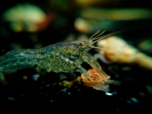 dwarf crayfish cancer shellfish