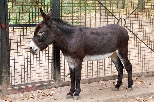 dwarf donkey  donkey  beast of burden