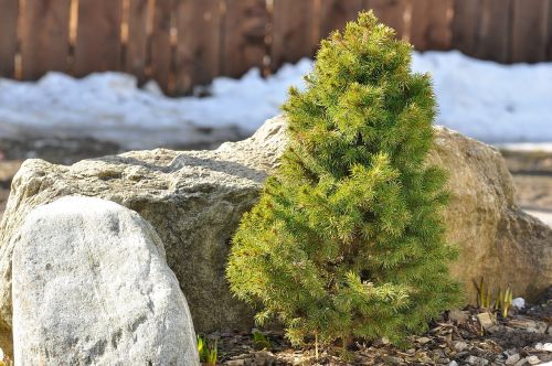 dwarf fir ornamental plant plant