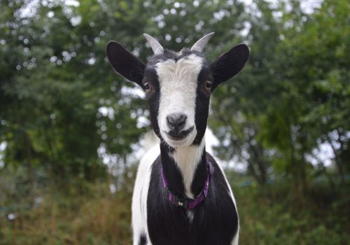 dwarf goat small black and white