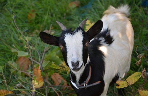 dwarf goat black white ruminant