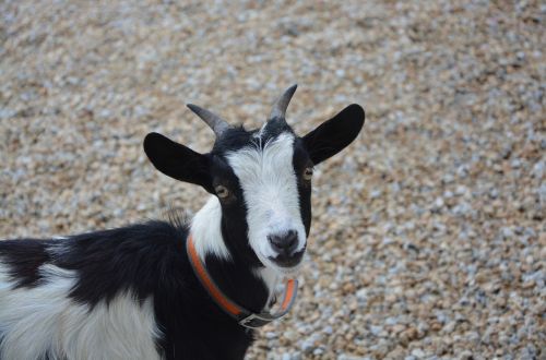 dwarf goat color black white horns