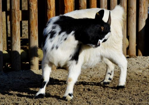 dwarf goat goat domestic goat